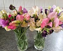 Click image for larger version

Name:	Sweet-Peas.jpg
Views:	251
Size:	433.2 KB
ID:	2528273