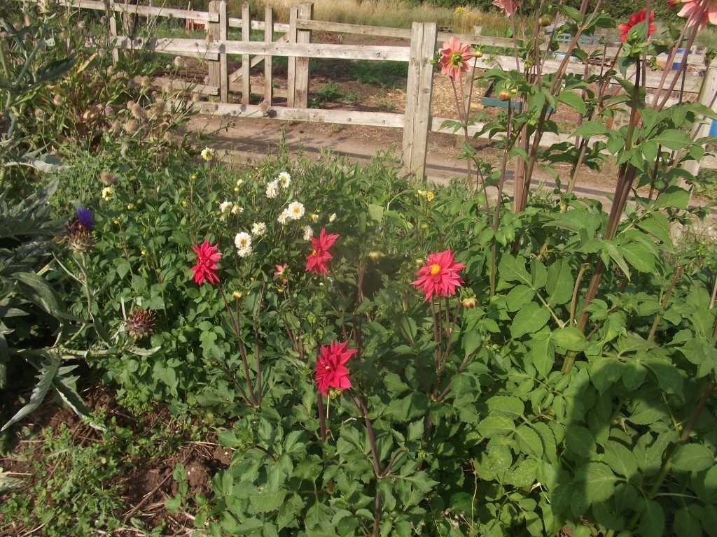 Click image for larger version

Name:	DSCF7027.JPG
Views:	204
Size:	331.9 KB
ID:	2530179