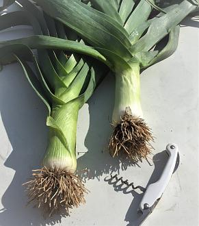 Click image for larger version

Name:	leeks corkscrew.jpg
Views:	266
Size:	674.1 KB
ID:	2533975