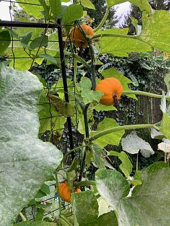 Click image for larger version

Name:	IMG_2033.jpg
Views:	220
Size:	908.5 KB
ID:	2534014