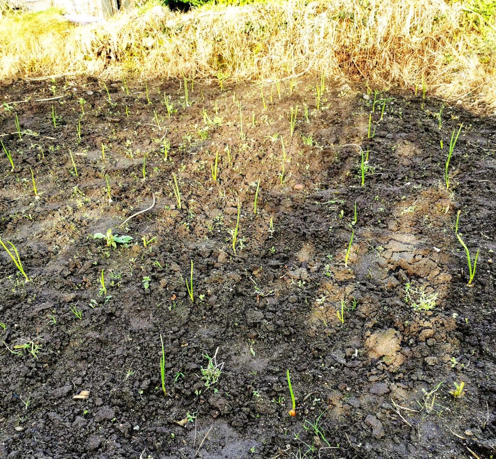 Click image for larger version

Name:	novemberOnions.jpg
Views:	122
Size:	1.10 MB
ID:	2534649