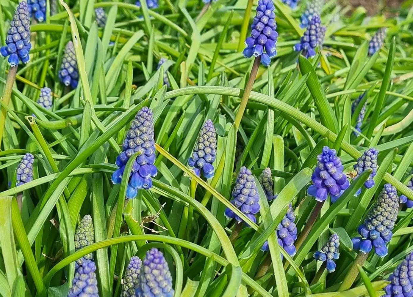 Click image for larger version

Name:	Grape-Hyacinths.jpg
Views:	277
Size:	381.4 KB
ID:	2542902