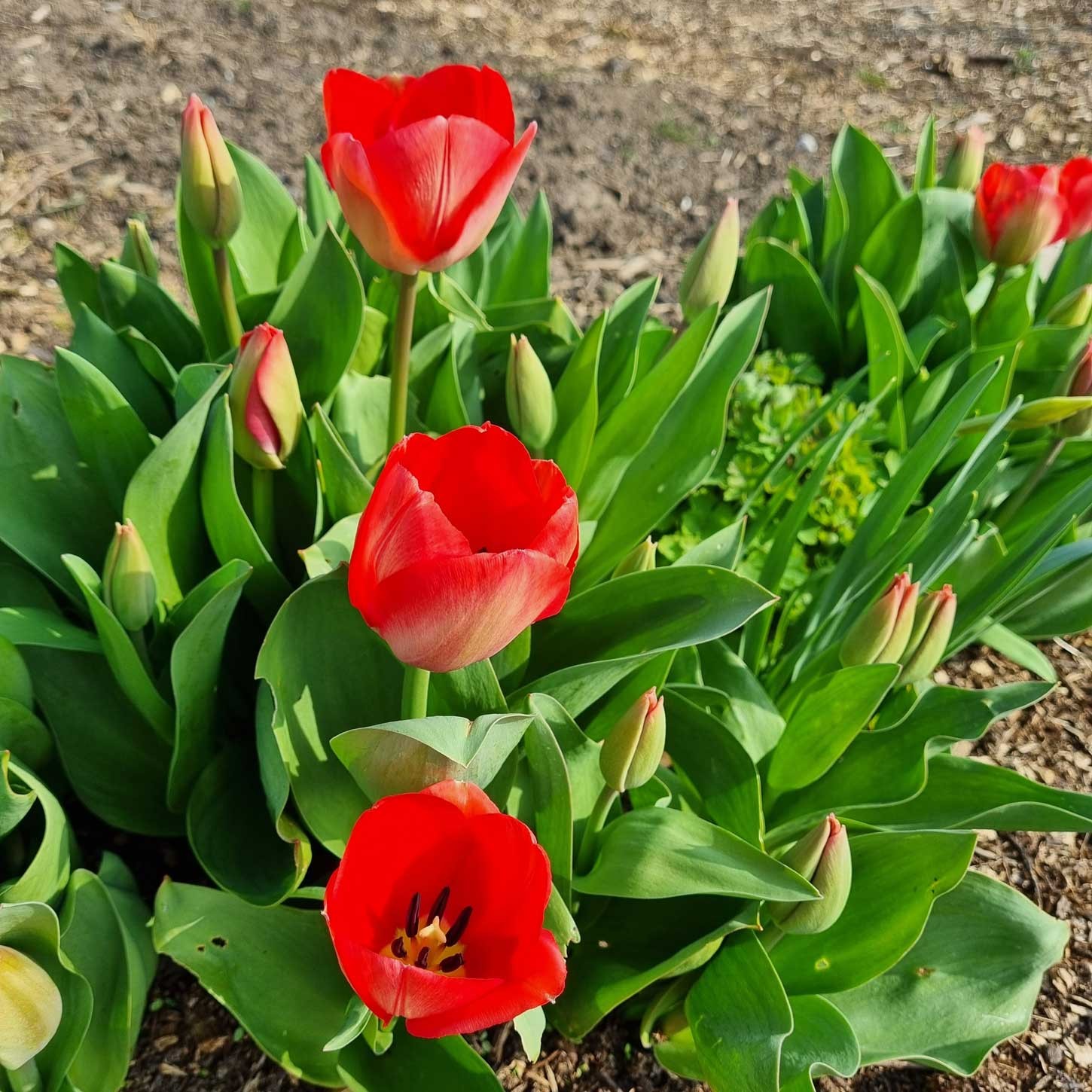 Click image for larger version

Name:	Tulips.jpg
Views:	240
Size:	378.8 KB
ID:	2543200