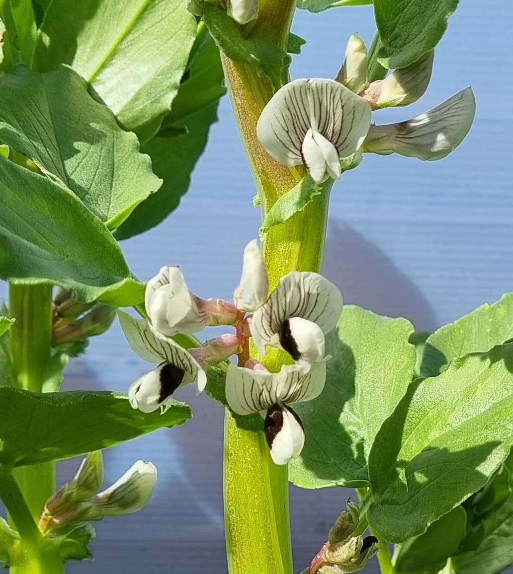 Click image for larger version

Name:	Broad-Bean-Flowers.jpg
Views:	223
Size:	223.6 KB
ID:	2543685