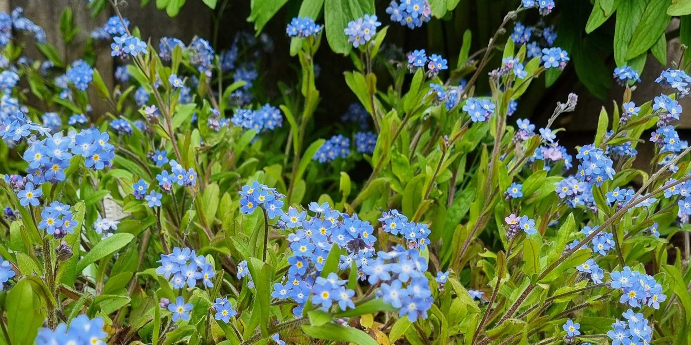 Click image for larger version

Name:	Forget-me-not.jpg
Views:	233
Size:	572.3 KB
ID:	2544175