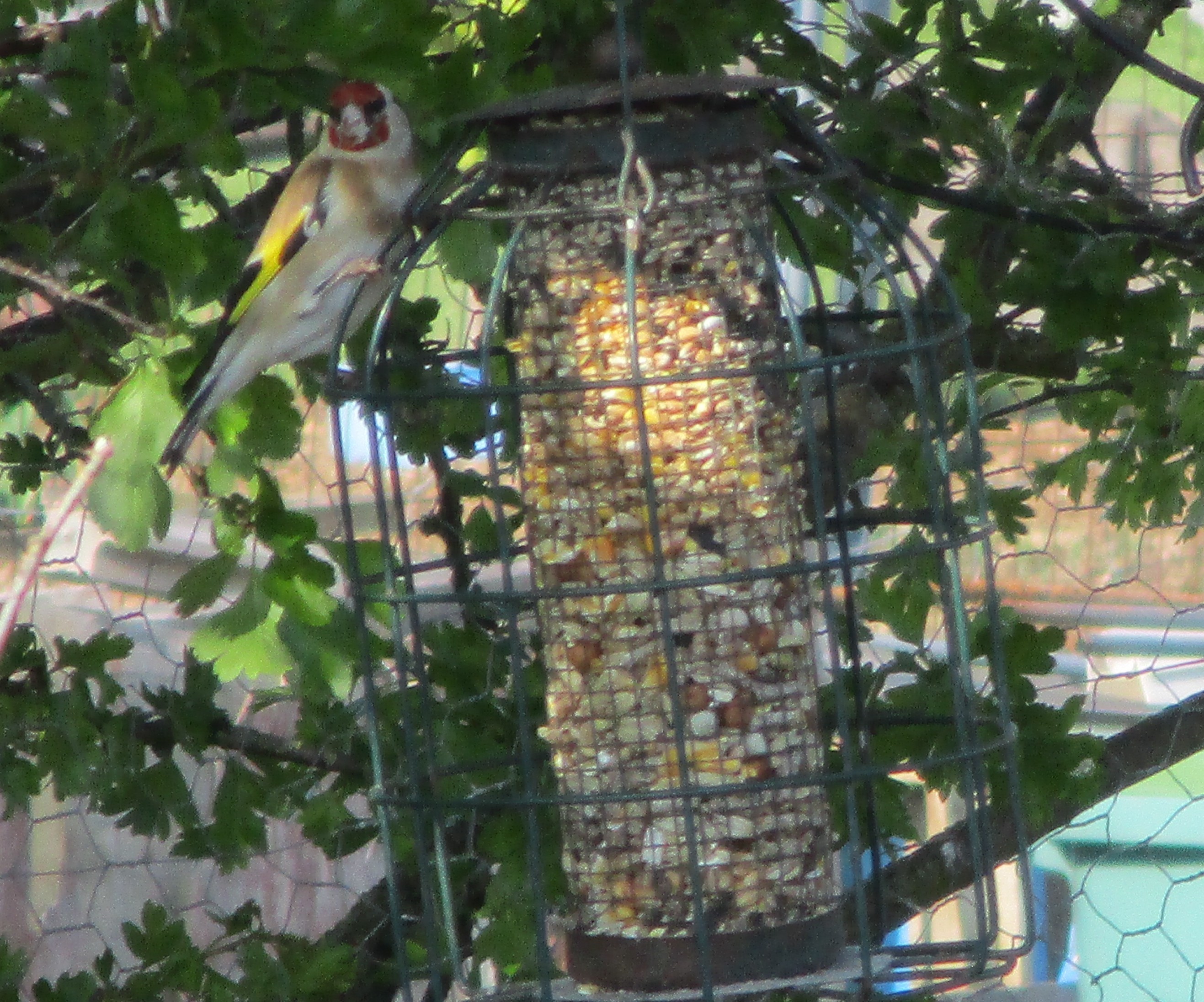 Click image for larger version

Name:	IMG_2194C.jpg
Views:	237
Size:	1.20 MB
ID:	2544671