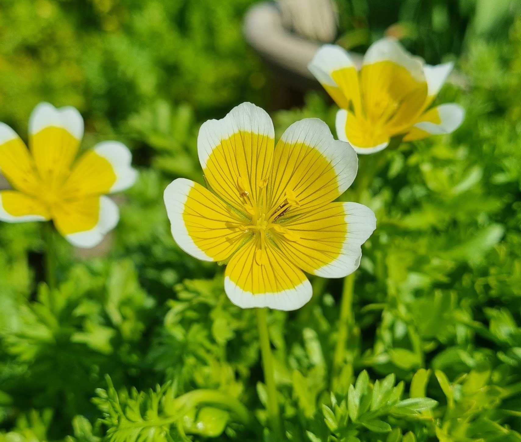 Click image for larger version

Name:	Poached-egg-plant.jpg
Views:	210
Size:	258.4 KB
ID:	2544786