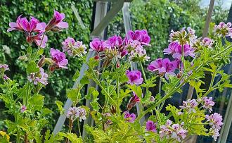 Click image for larger version

Name:	Pelargoniums.jpg
Views:	232
Size:	794.4 KB
ID:	2545973