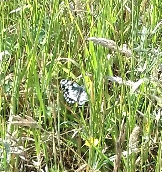 Click image for larger version

Name:	marbled white.jpg
Views:	195
Size:	158.8 KB
ID:	2547925