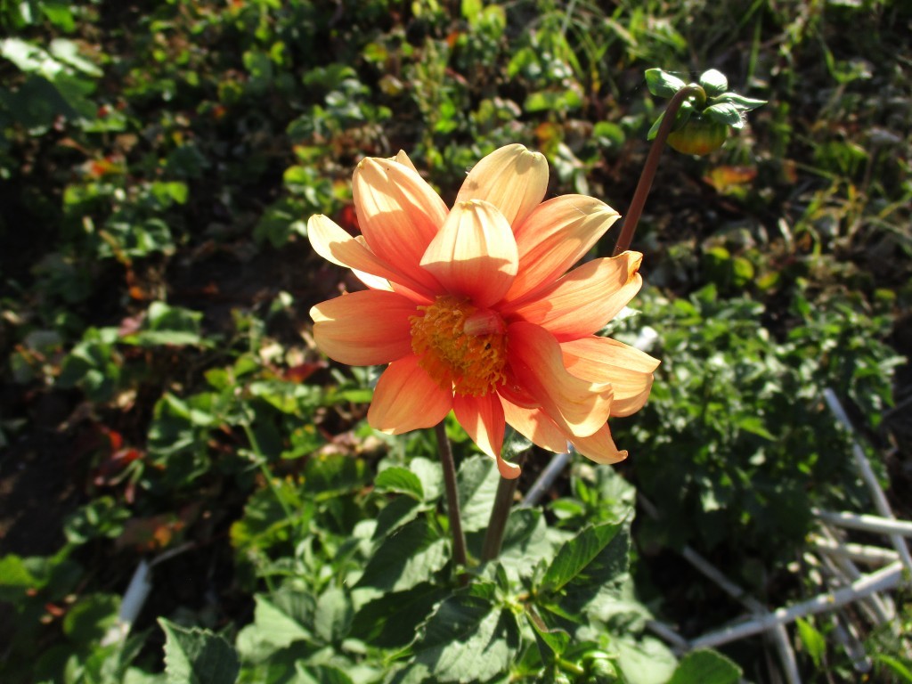 Click image for larger version

Name:	IMG_2471.JPG
Views:	260
Size:	179.5 KB
ID:	2549071