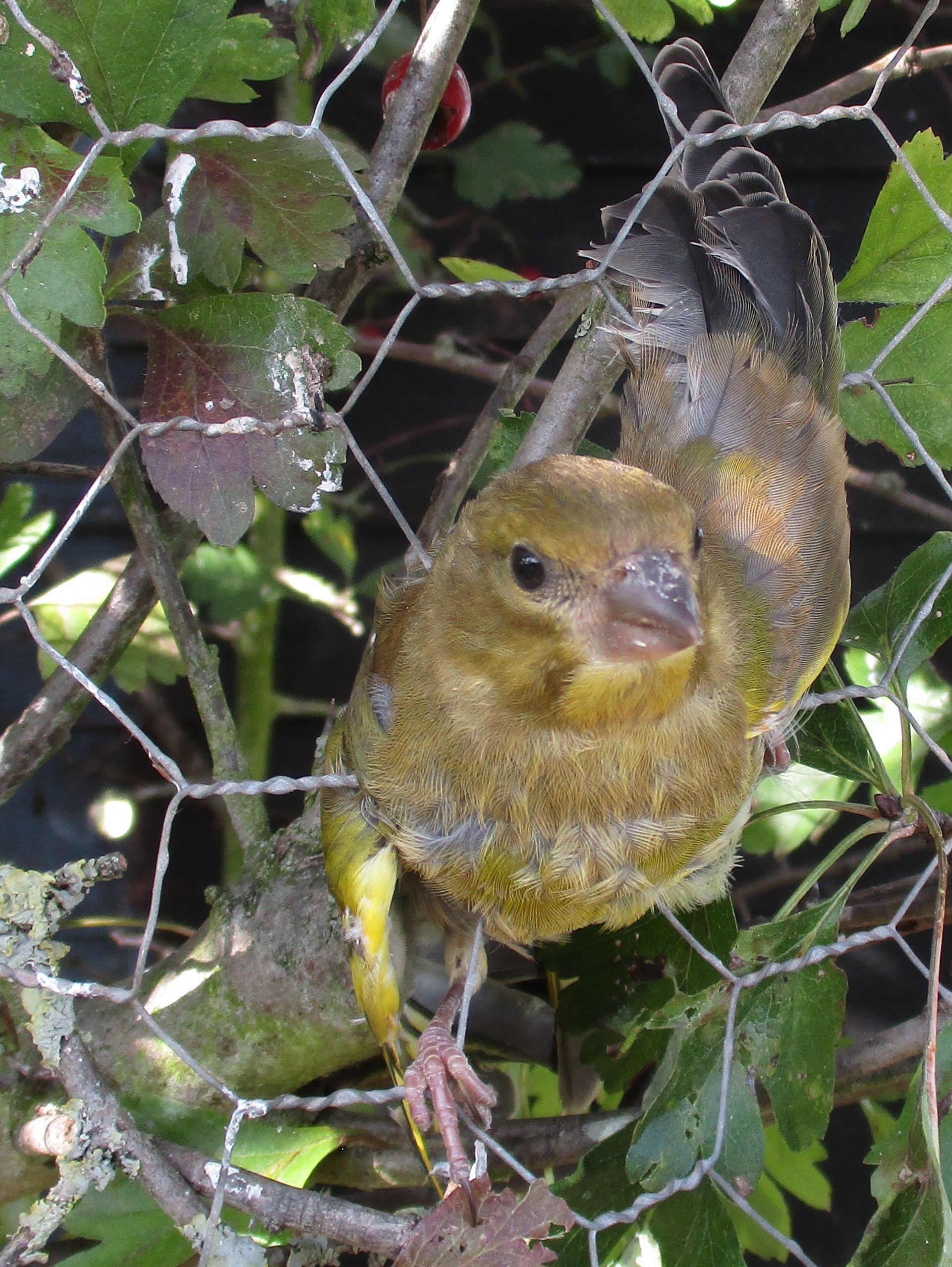 Click image for larger version

Name:	IMG_2739C.jpg
Views:	120
Size:	1.22 MB
ID:	2552201
