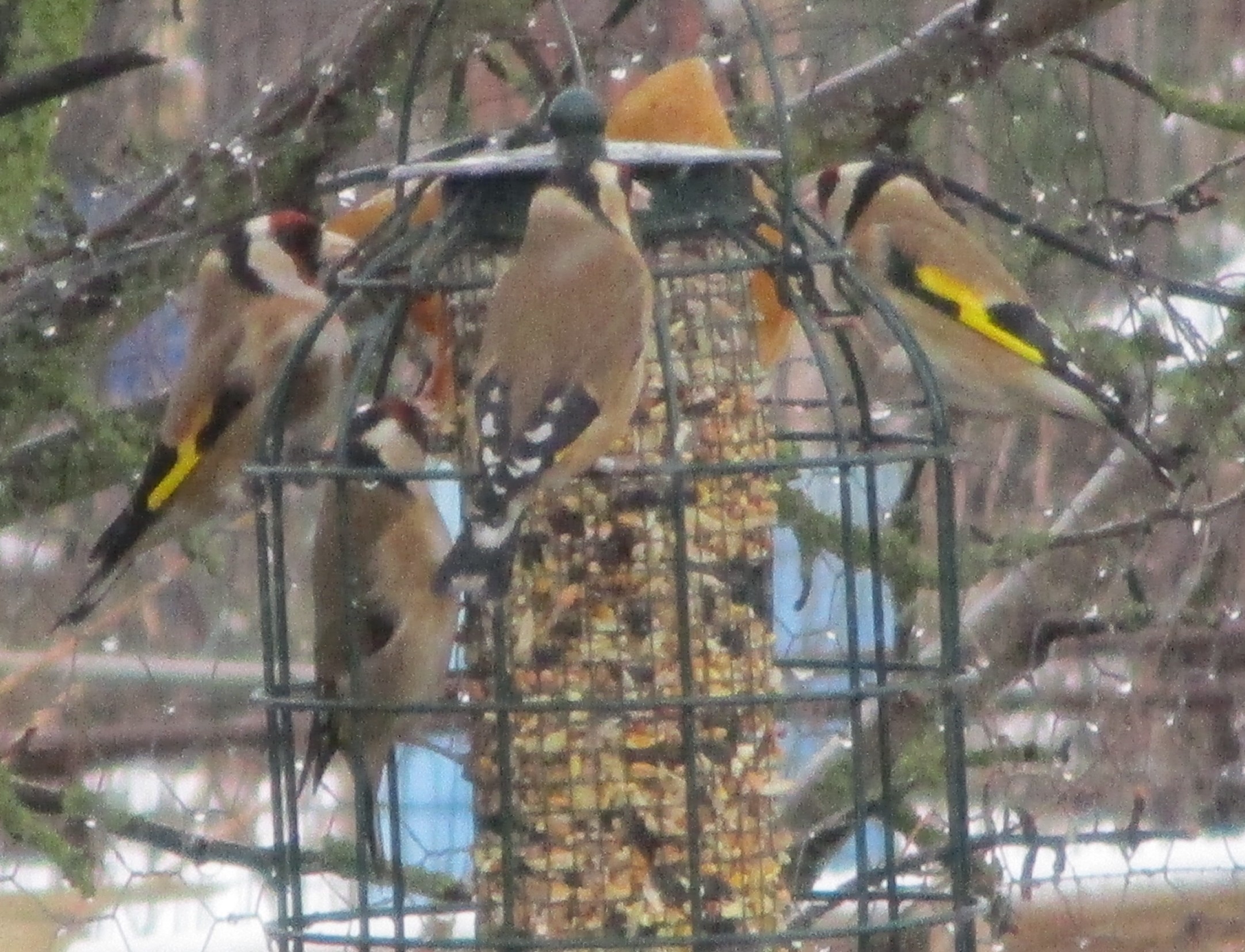 Click image for larger version

Name:	IMG_3267C.jpg
Views:	193
Size:	721.5 KB
ID:	2559195