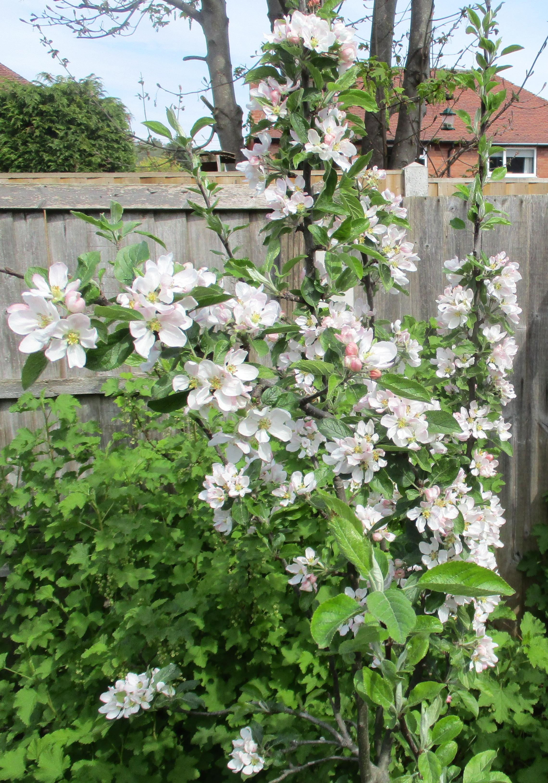 Click image for larger version

Name:	IMG_3540C.jpg
Views:	227
Size:	1.09 MB
ID:	2562046