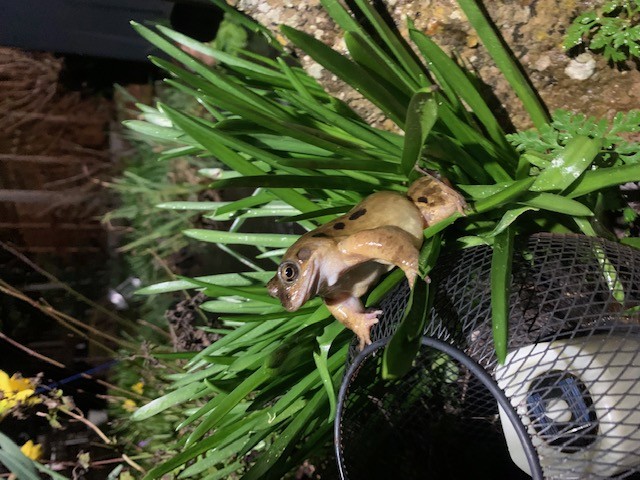 Click image for larger version

Name:	Frog3.jpg
Views:	93
Size:	109.5 KB
ID:	2562135