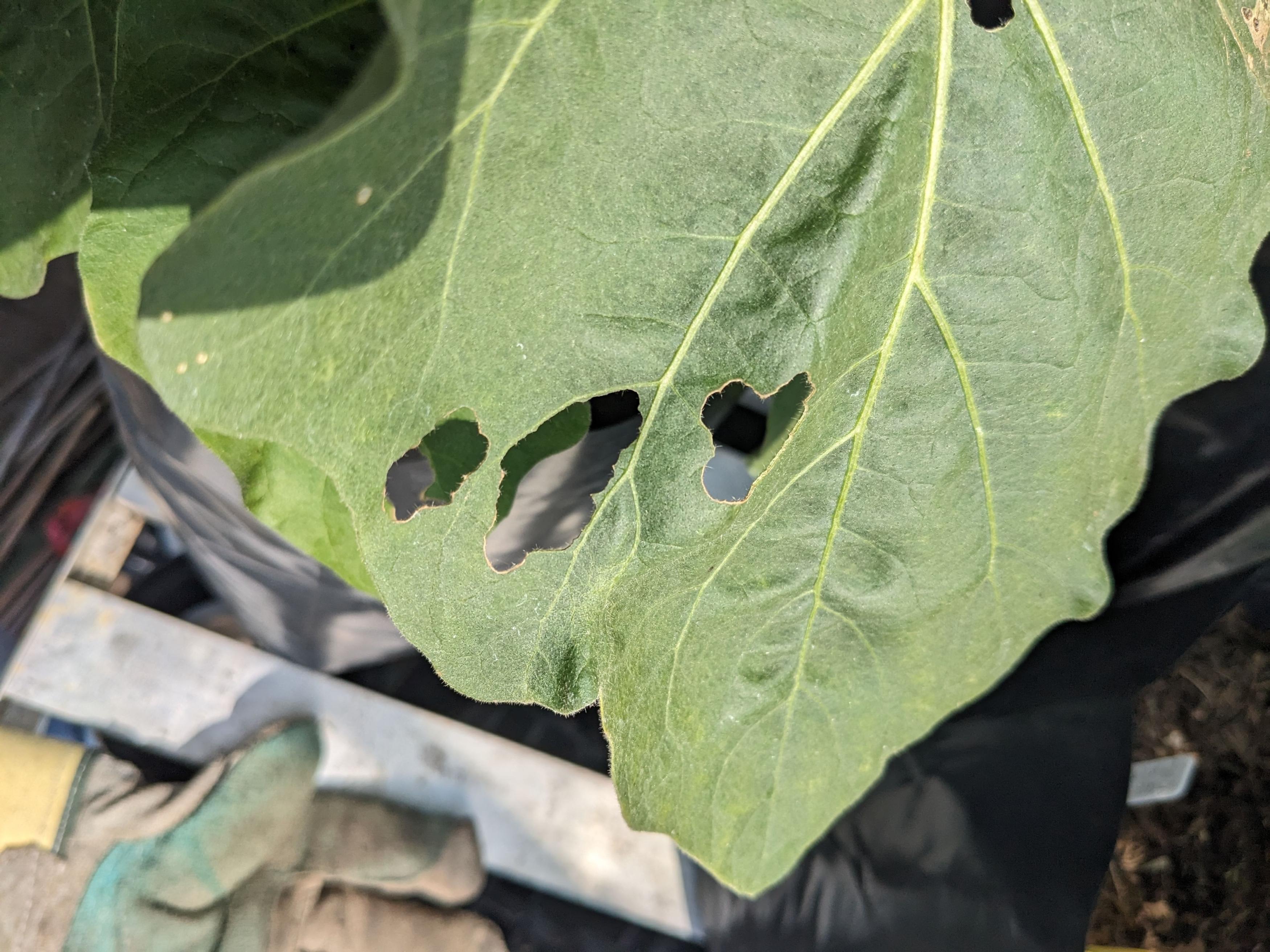 Click image for larger version

Name:	PXL_20230629_141237561.jpg
Views:	2310
Size:	941.8 KB
ID:	2564623