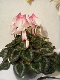 Click image for larger version

Name:	IMG_20231229_162138.jpg
Views:	205
Size:	380.4 KB
ID:	2572930