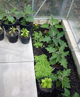 Click image for larger version  Name:	aubergines.jpg Views:	0 Size:	136.2 KB ID:	2574836