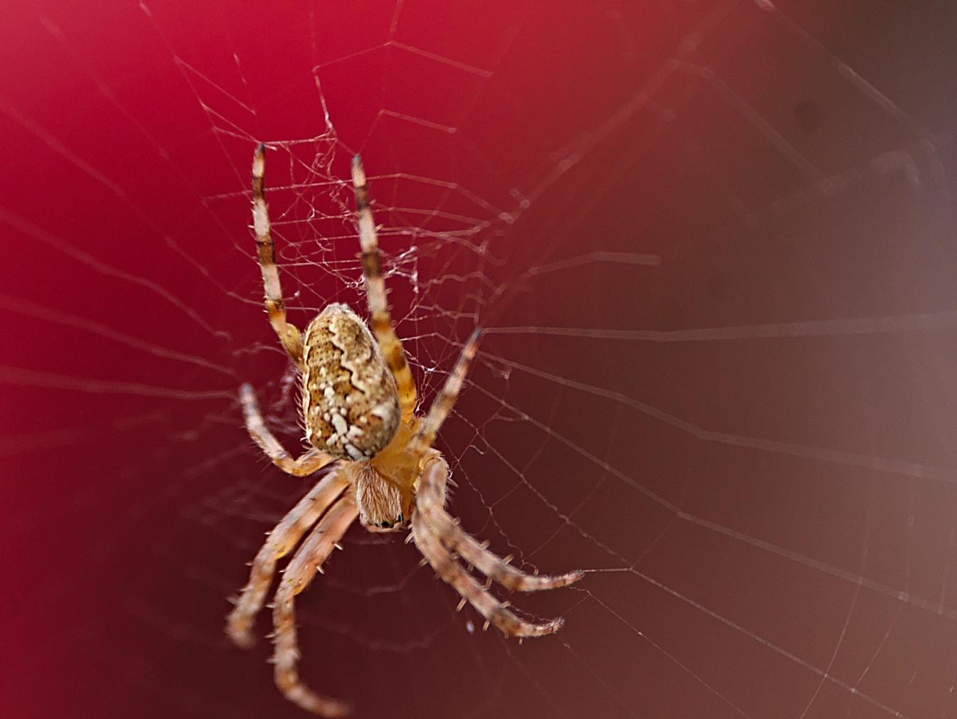 Click image for larger version

Name:	Spider.jpg
Views:	2
Size:	93.9 KB
ID:	2373212