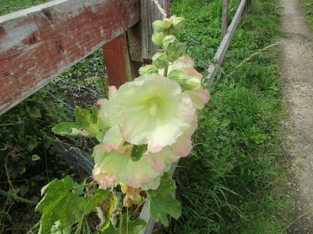Click image for larger version

Name:	IMG_0310R.jpg
Views:	2146
Size:	322.5 KB
ID:	2582091