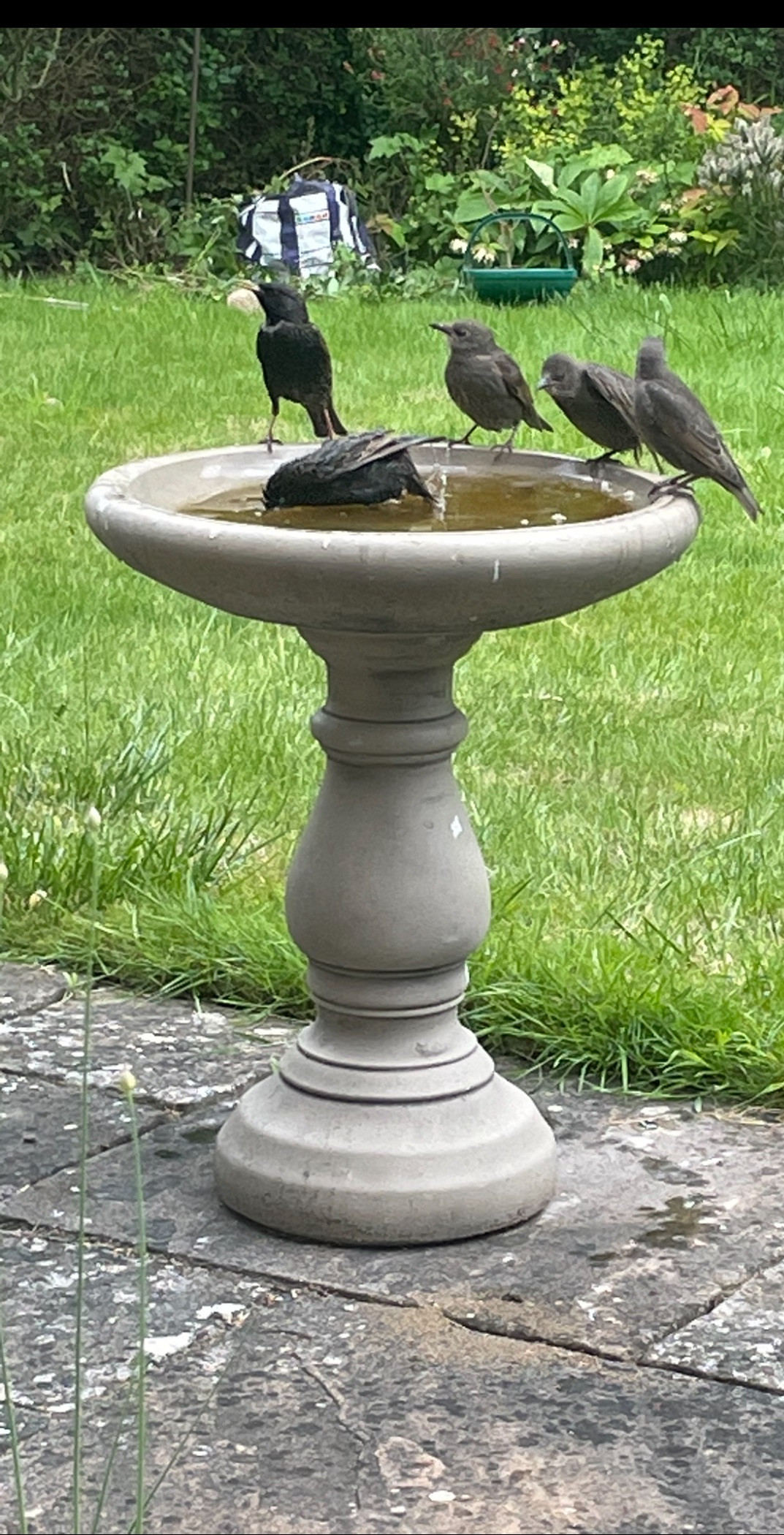 Click image for larger version

Name:	starlings.jpeg
Views:	1942
Size:	674.7 KB
ID:	2583130