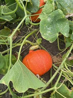 Click image for larger version  Name:	squash.jpg Views:	1 Size:	1.13 MB ID:	2583179