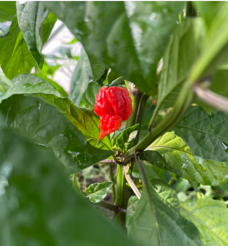 Click image for larger version

Name:	Carolina Reaper single on plant.jpeg
Views:	88
Size:	1.26 MB
ID:	2584524