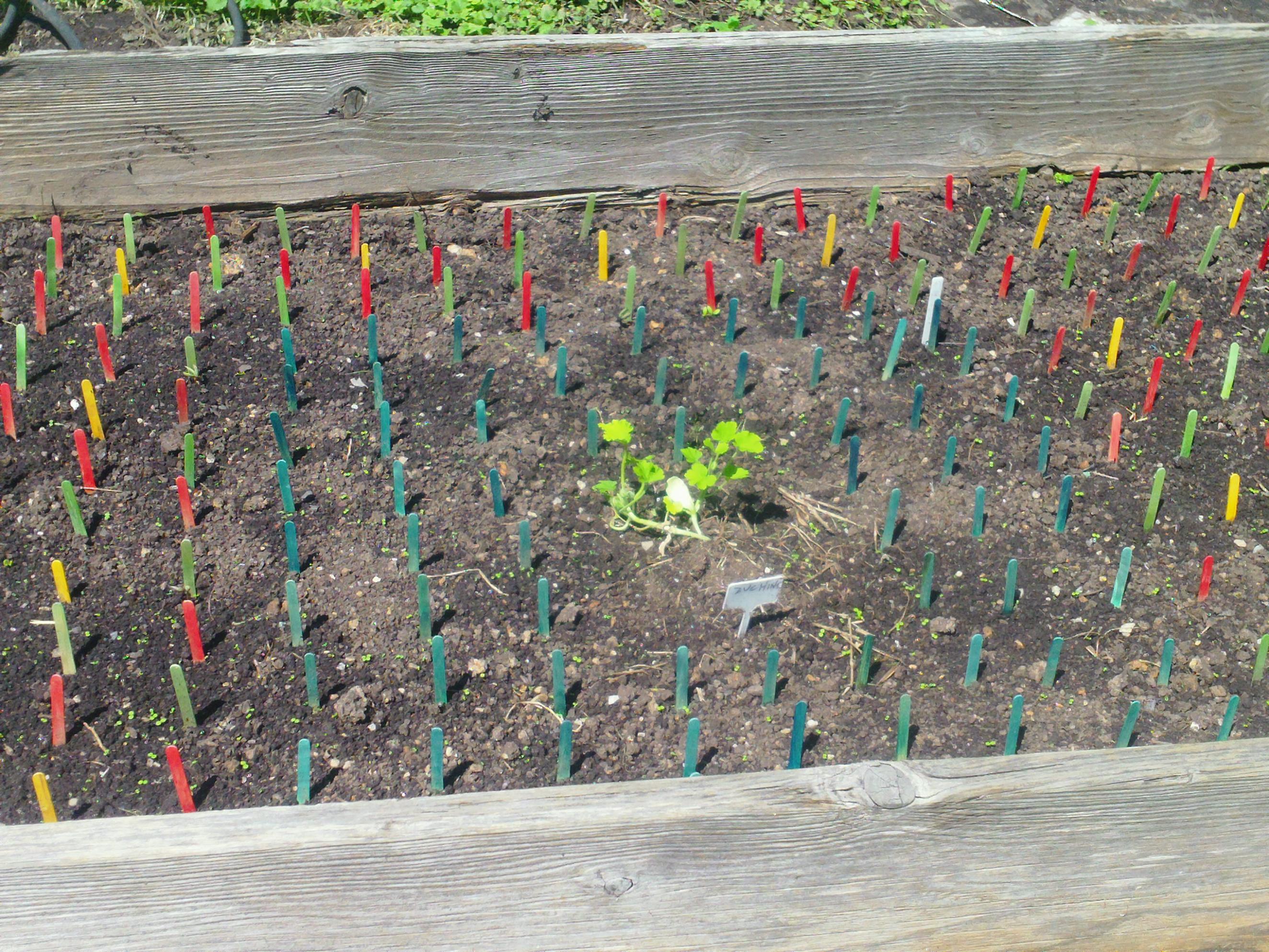 Click image for larger version  Name:	companion planting.JPG Views:	1 Size:	963.3 KB ID:	2596108