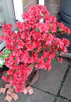Click image for larger version

Name:	azalea.jpg
Views:	320
Size:	822.6 KB
ID:	2596493