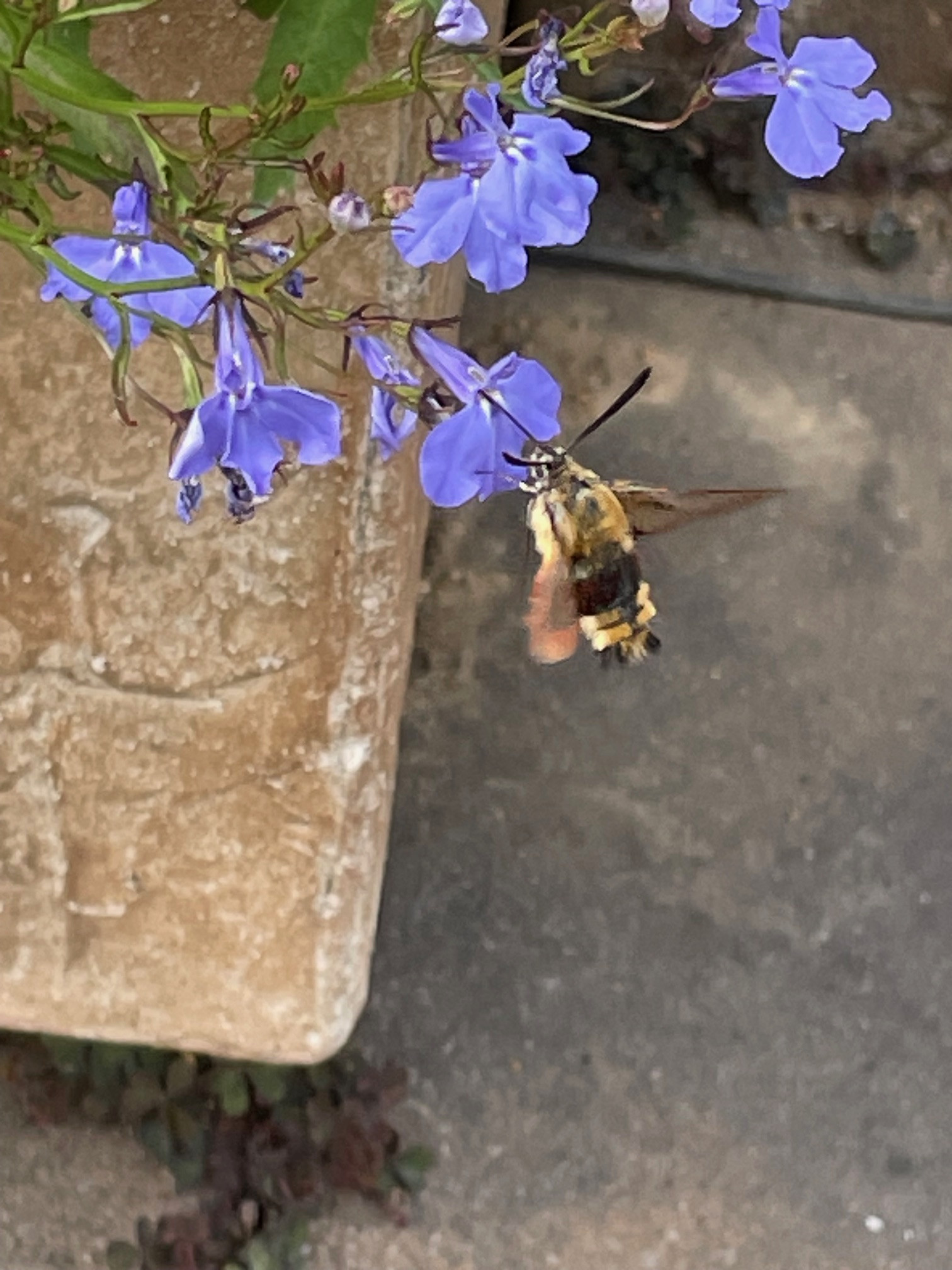 Click image for larger version

Name:	IMG_6235.jpg
Views:	87
Size:	521.8 KB
ID:	2598649
