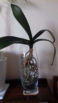 Click image for larger version

Name:	orchid white.jpg
Views:	89
Size:	428.2 KB
ID:	2601435