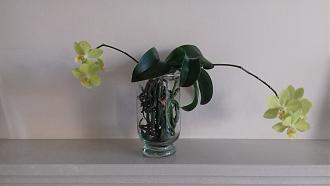 Click image for larger version

Name:	orchid yellow.jpg
Views:	102
Size:	457.5 KB
ID:	2601436