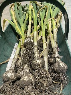 Click image for larger version

Name:	garlic eew.jpg
Views:	60
Size:	983.5 KB
ID:	2623203