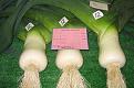 Click image for larger version

Name:	leek.jpg
Views:	1863
Size:	29.1 KB
ID:	2317653