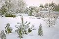 Click image for larger version

Name:	Garden in snow small.jpg
Views:	278
Size:	37.8 KB
ID:	2317654