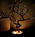 Click image for larger version

Name:	festivetwig.jpg
Views:	445
Size:	31.0 KB
ID:	2317656