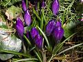 Click image for larger version

Name:	Spring has sprung crocuses.jpg
Views:	417
Size:	57.9 KB
ID:	2317674