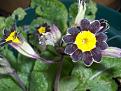 Click image for larger version

Name:	Spring has sprung primulas.jpg
Views:	421
Size:	38.1 KB
ID:	2317675