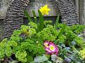 Click image for larger version

Name:	Spring has sprung parsley basket.jpg
Views:	305
Size:	66.5 KB
ID:	2317676
