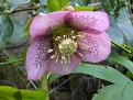 Click image for larger version

Name:	Spring has sprung hellebore.jpg
Views:	298
Size:	40.0 KB
ID:	2317677