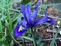 Click image for larger version

Name:	Spring has sprung iris (bit blurred).jpg
Views:	290
Size:	55.9 KB
ID:	2317678