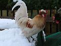 Click image for larger version

Name:	shetland cock sm.jpg
Views:	508
Size:	25.2 KB
ID:	2317693