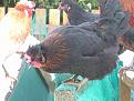 Click image for larger version

Name:	shetland hens sm.jpg
Views:	649
Size:	28.4 KB
ID:	2317695