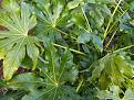Click image for larger version

Name:	Fatsia japonica copy.jpg
Views:	1271
Size:	58.7 KB
ID:	2317700