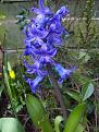 Click image for larger version

Name:	Hyacinth copy.jpg
Views:	305
Size:	48.7 KB
ID:	2317707