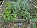 Click image for larger version

Name:	veg patch copy.jpg
Views:	399
Size:	79.2 KB
ID:	2317708