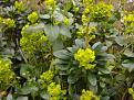 Click image for larger version

Name:	euphorbia copy.jpg
Views:	294
Size:	55.5 KB
ID:	2317719