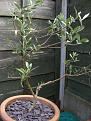 Click image for larger version

Name:	olive tree copy.jpg
Views:	1076
Size:	49.9 KB
ID:	2317734