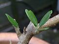 Click image for larger version

Name:	olive close up copy.jpg
Views:	560
Size:	28.0 KB
ID:	2317735