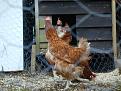 Click image for larger version

Name:	Kiran &amp;amp; the Chickens 003.jpg
Views:	287
Size:	57.5 KB
ID:	2317740