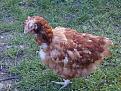Click image for larger version

Name:	Kiran &amp;amp; the Chickens 011.jpg
Views:	259
Size:	63.2 KB
ID:	2317741